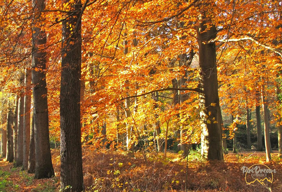 Excursiones micológicas en los bosques de Canfranc y Aísa